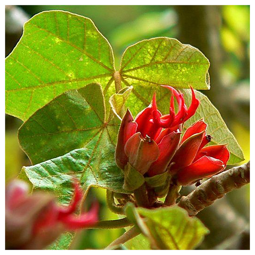 Orange Chiranthodendron Plant Seeds – Heirloom Non-GMO Hand Tree Seeds for Exotic Garden | Neera Seeds product photo [neera-v4-5caddebe7a7fd128e7a9]
