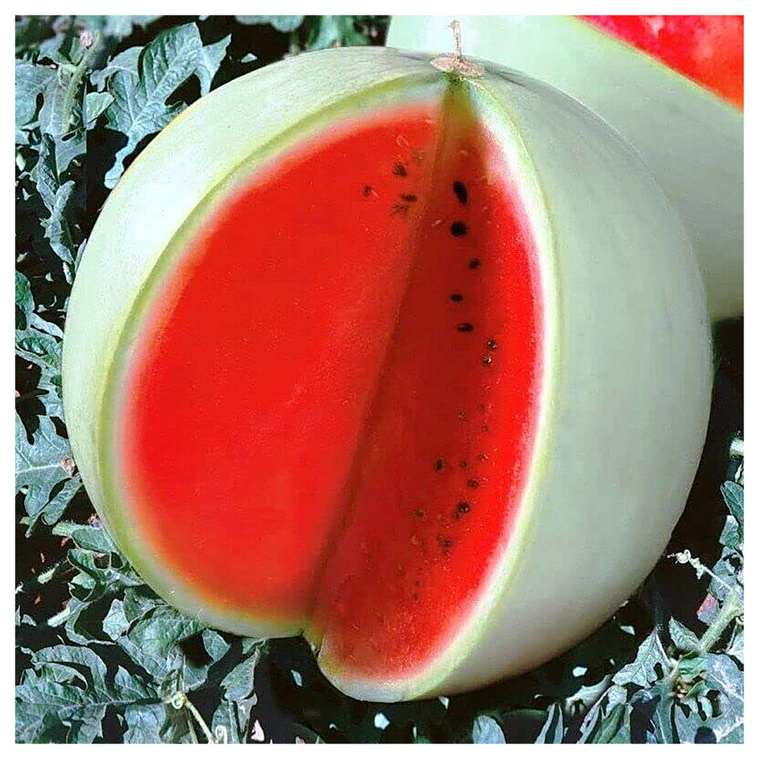 Rare Watermelon “Snow White” Fruit Seeds for Planting – Sweet Summer Heirloom, Non-GMO & Organic Seeds | Neera Seeds product photo [neera-v4-5caede7f122502bcd5d0]