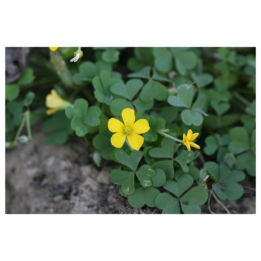 Heirloom Yellow Oxalis Laciniata Flower Seeds for Planting | Non-GMO Rare Organic Garden Seeds | High Germination | Neera Seeds product photo [neera-v4-5cb5201ff3e97f8f3178]