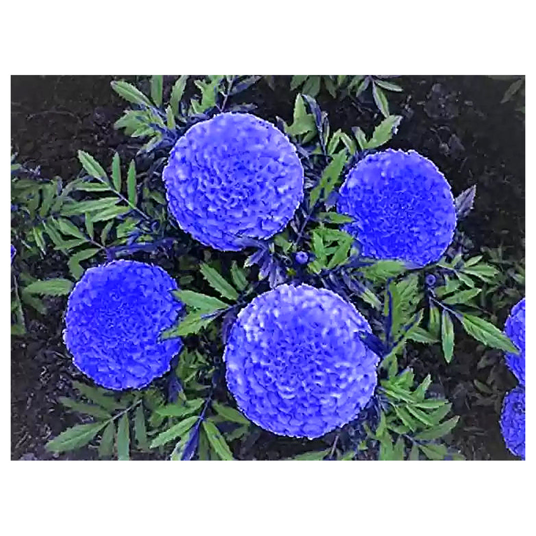 Heirloom Non-GMO Marigold Flower Seeds for Planting – Vibrant Blooms for Garden &amp; Pots | Neera Seeds product photo [neera-v4-5cb52b6d258ba96f887e]
