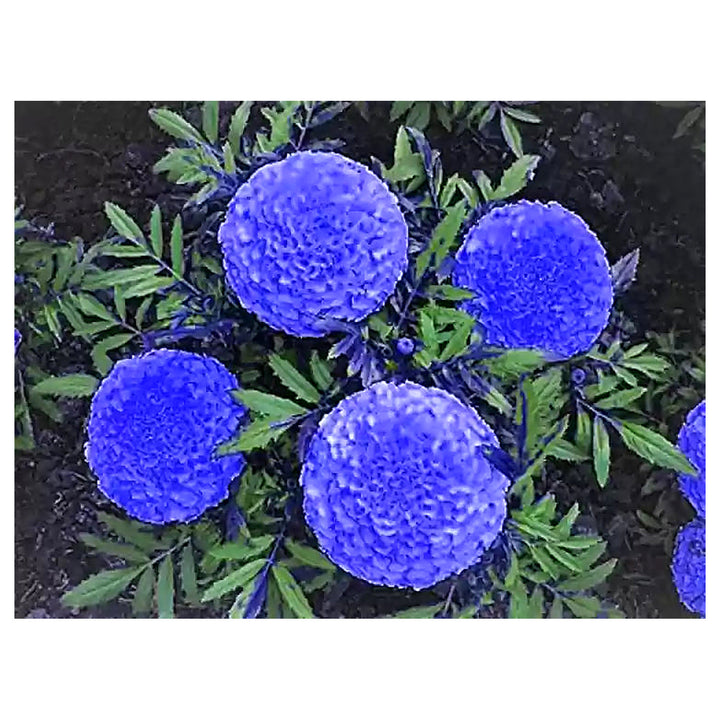 Heirloom Non-GMO Marigold Flower Seeds for Planting – Vibrant Blooms for Garden &amp; Pots | Neera Seeds product photo [neera-v4-5cb52b6d258ba96f887e]