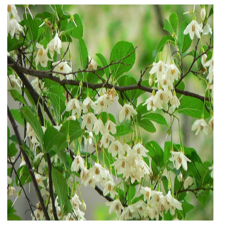 Heirloom Non-GMO Styrax Benzoin Flower Seeds for Planting – Fragrant Medicinal Tree Seeds | Neera Seeds product photo [neera-v4-5cc3d76037ec288b81b4]