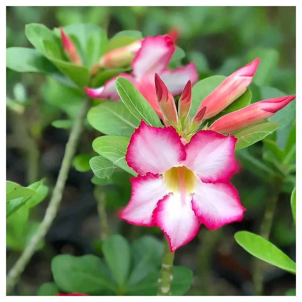 Dorset Adenium Flower Seeds – Heirloom Non-GMO Desert Rose Blooms for Unique Garden Planting | Neera Seeds product photo [neera-v4-5cc776cf3257777e537c]