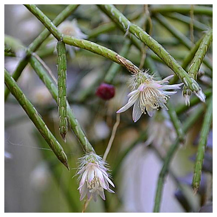 Pilocarpa White Flower Seeds for Planting – Organic, Heirloom, Non-GMO Seeds | Neera Seeds product photo [neera-v4-5ce4feb37db0d1e6c50b]