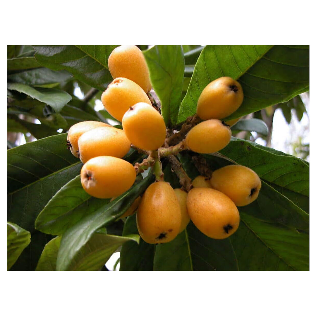Mispel Fruit Seeds for Planting | Heirloom Non-GMO Organic Garden Seeds for Unique, Aromatic Fruits | Neera Seeds product photo [neera-v4-5ceef49e400727de718b]