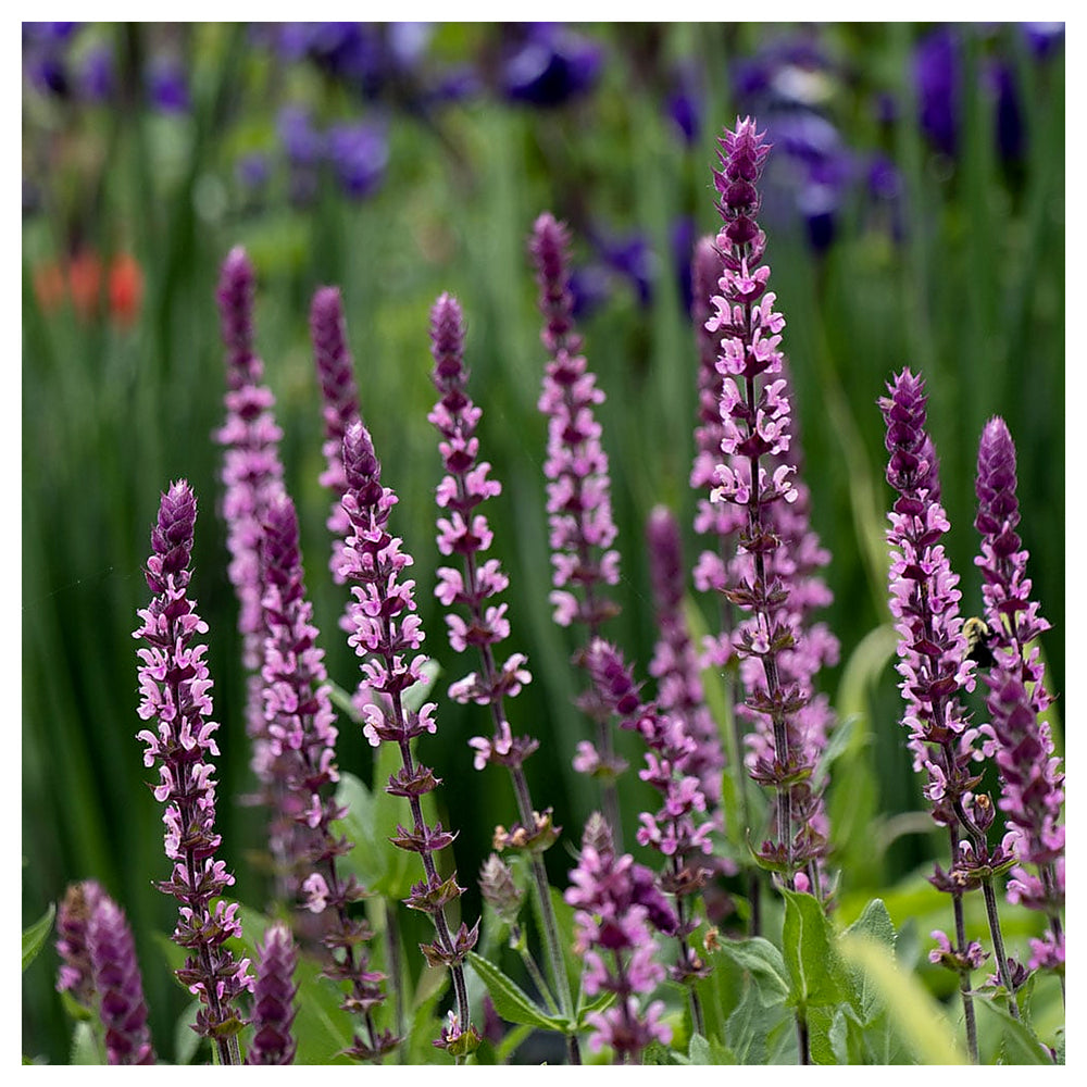 Organic Heirloom Non-GMO Nemorosa Seeds for Planting – Woodland Garden Blooms | Neera Seeds product photo [neera-v4-5cf425a8721494563232]