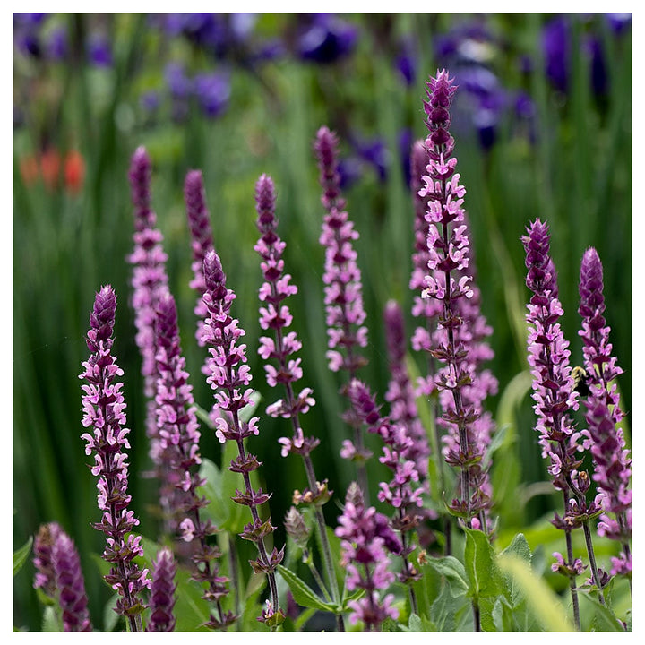 Organic Heirloom Non-GMO Nemorosa Seeds for Planting – Woodland Garden Blooms | Neera Seeds product photo [neera-v4-5cf425a8721494563232]