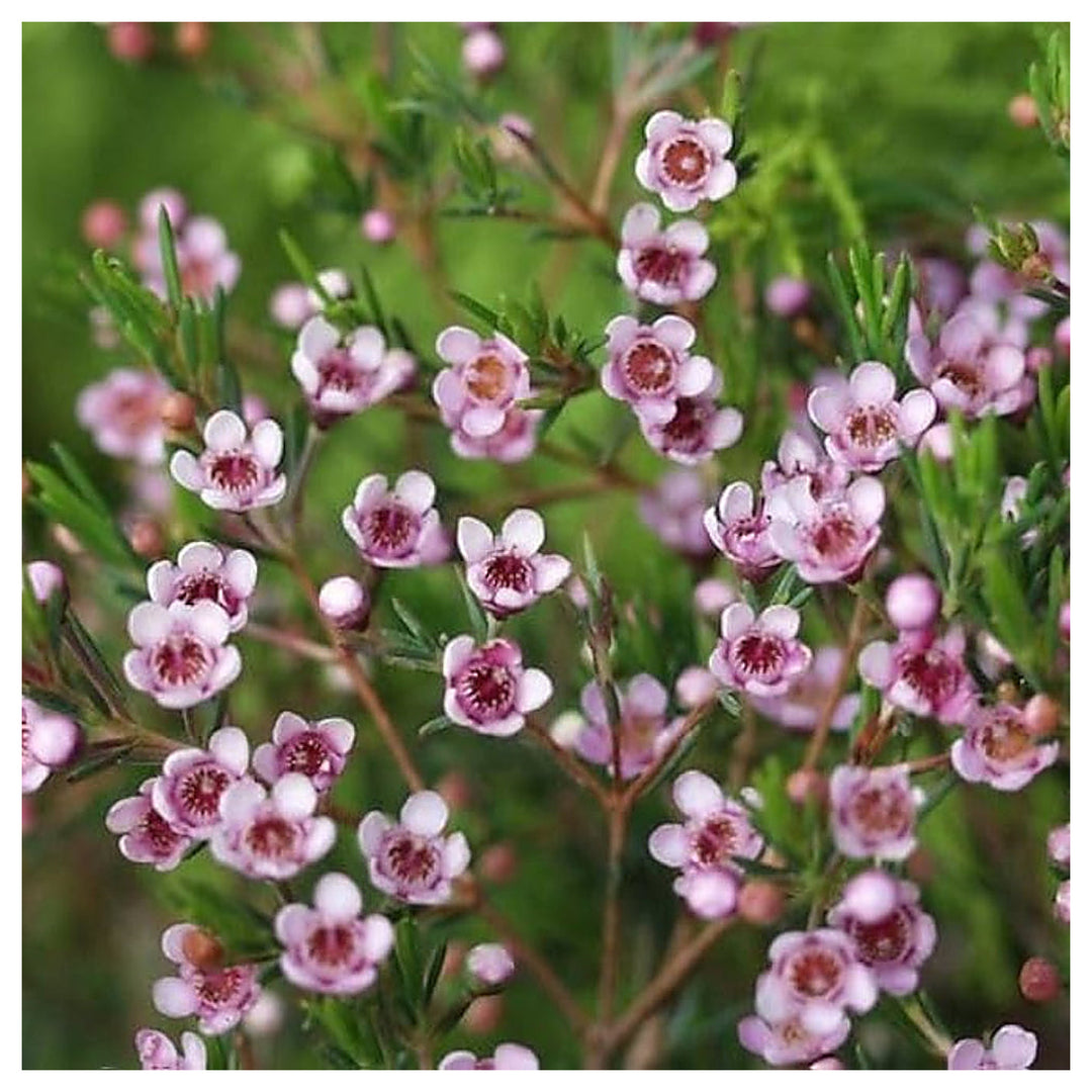 White Geraldton Wax Flower Perennial Bonsai Flower Seeds for Home Garden Planting, Ornamental | Neera Seeds product photo [neera-v4-5d0111f8cd0492e9f4bb]