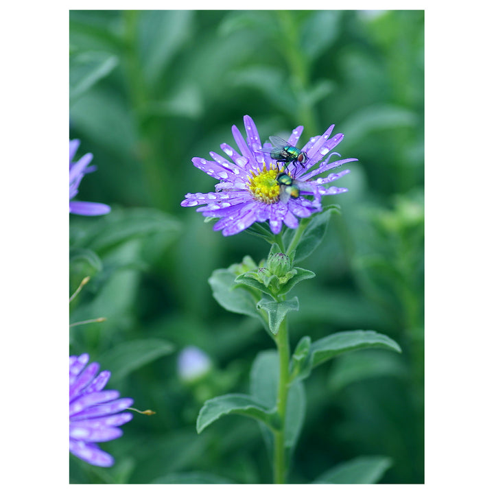 Organic Heirloom Non-GMO Blue Frikartii Seeds for Planting – Garden Aster Blooms | Neera Seeds product photo [neera-v4-5d0b0a385e4651f0f574]