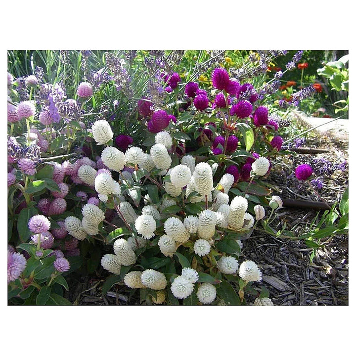 Gomphrena Flower Seeds for Planting – Heirloom &amp; Non-GMO Globe Amaranth, Drought-Tolerant Blooms | Neera Seeds product photo [neera-v4-5d11d2b2a118527c5963]
