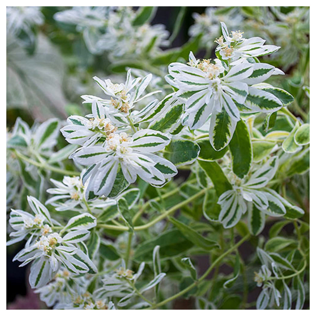 Heirloom Euphorbia Early Snow White Flower Seeds for Planting, Non-GMO | Neera Seeds product photo [neera-v4-5d161c5faf442fbb8238]