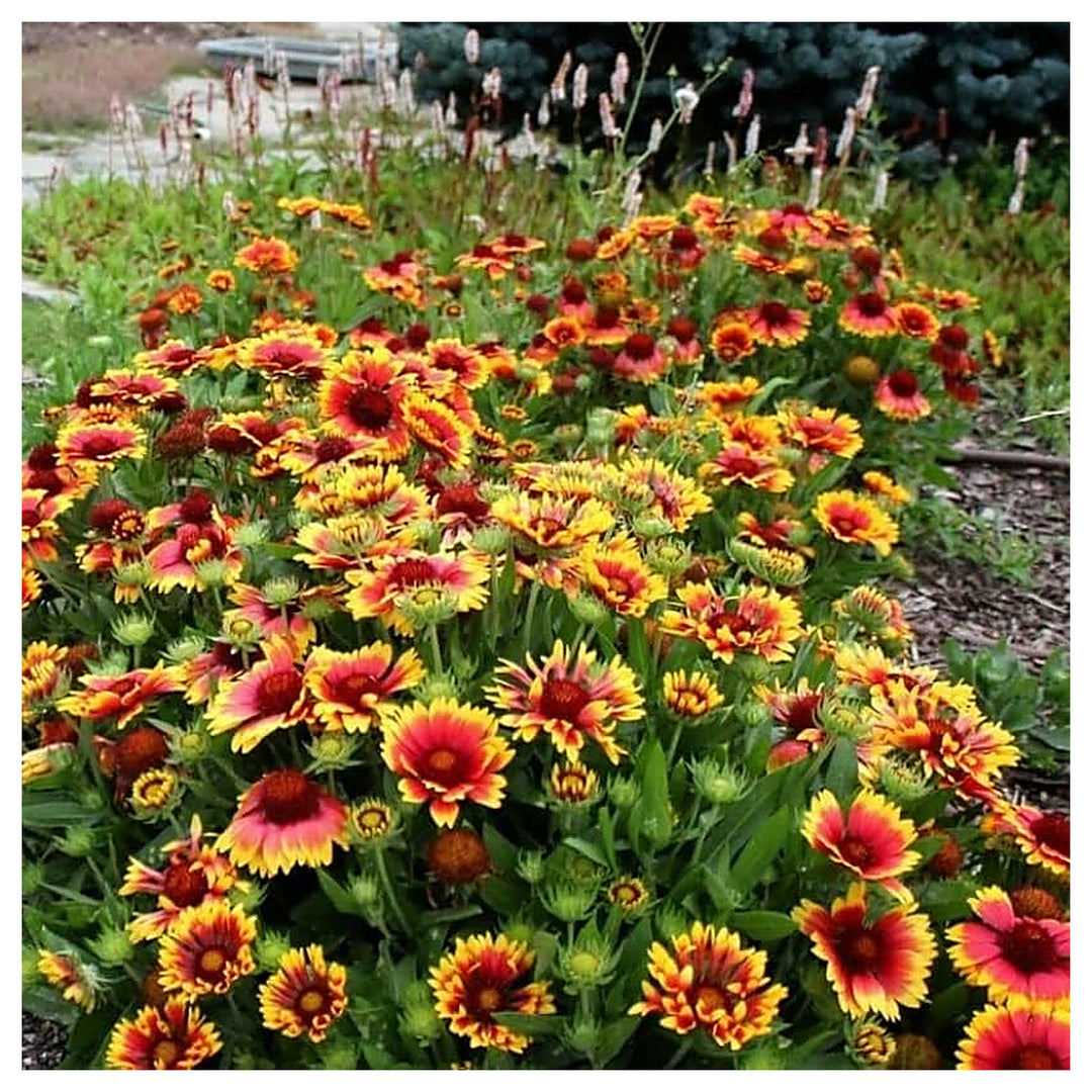 Goblin Blanketflower Gaillardia Planting Flower Bed Garden Flower Seeds Home Garden | Neera Seeds product photo [neera-v4-5d1cb05e4ed4f8ecef90]