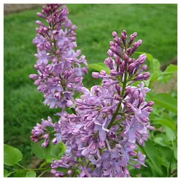 Lavender Lady Lilac Flower Seeds for Planting – Non-GMO, Heirloom, High Germination Organic Garden Seeds | Neera Seeds product photo [neera-v4-5d2099a89f531fe7f05a]