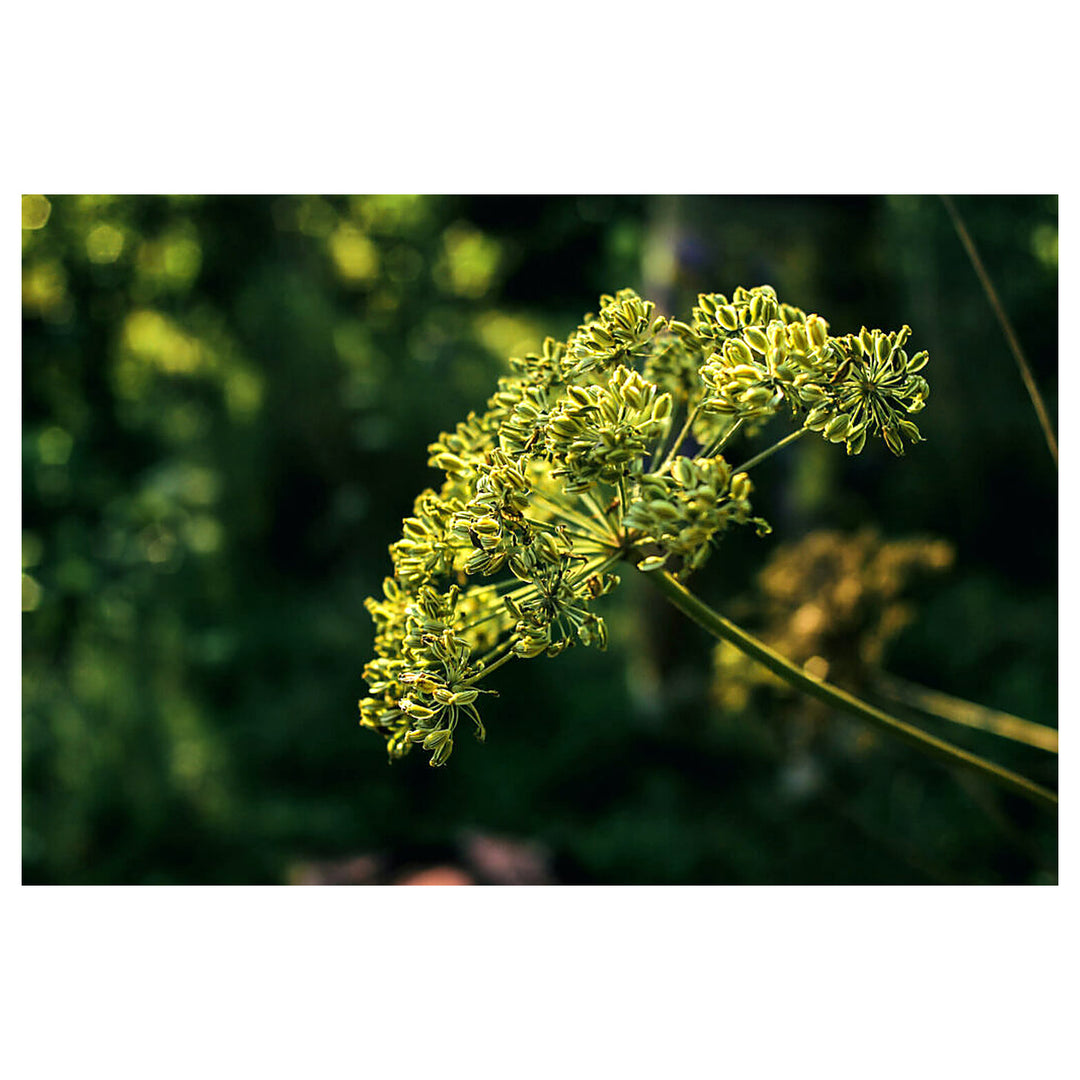 Anise Herb Seeds for Planting – Heirloom, Non-GMO (Pimpinella anisum) Seeds for Culinary &amp; Medicinal Gardens | Neera Seeds product photo [neera-v4-5d24bc8c69a313b117ab]