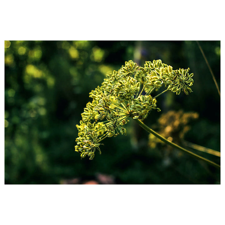 Anise Herb Seeds for Planting – Heirloom, Non-GMO (Pimpinella anisum) Seeds for Culinary &amp; Medicinal Gardens | Neera Seeds product photo [neera-v4-5d24bc8c69a313b117ab]