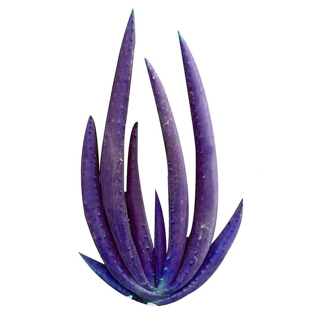 Heirloom Aloe Vera ‘Dark Violet White’ Seeds for Planting - Non-GMO, High Germination Organic Succulent Garden Seed | Neera Seeds product photo [neera-v4-5d2e682569e1b97d8165]
