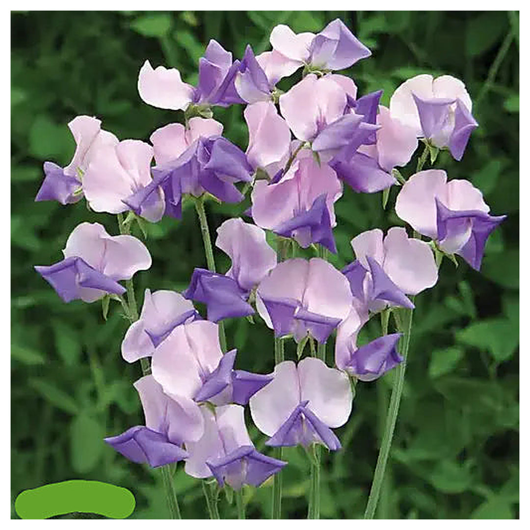 Pink Blue Sweet Pea Flower Seeds – Heirloom, Non-GMO, Fragrant Climbing Garden Seeds for Planting | Neera Seeds product photo [neera-v4-5d4332edcb53d0d3d9f6]