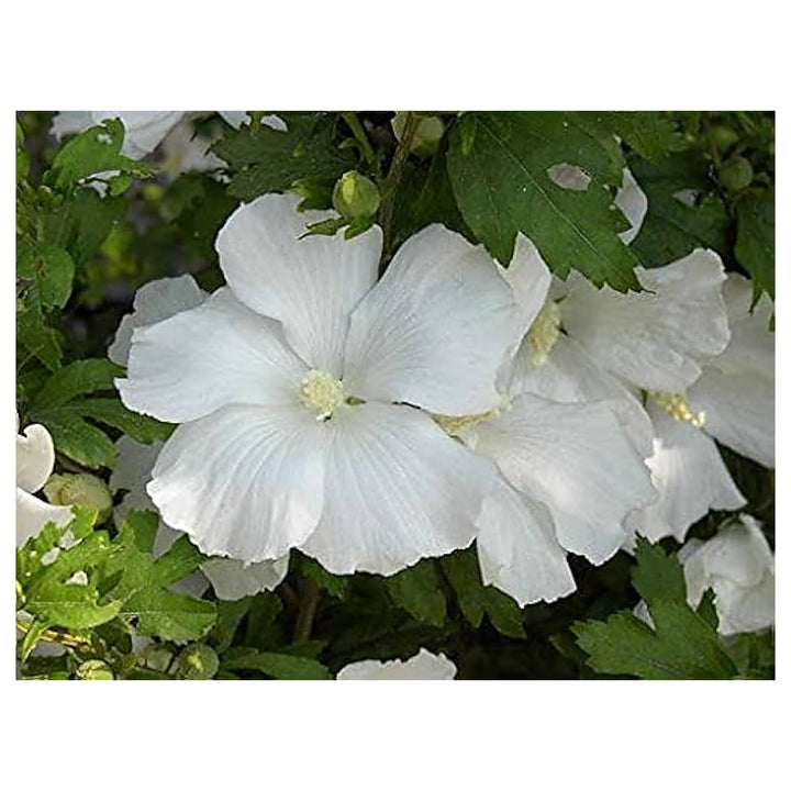 White Sharon Rose Plant Seeds for Planting – Non-GMO, Heirloom Garden Seeds for Growing | Neera Seeds product photo [neera-v4-5d45cbab20badb834033]