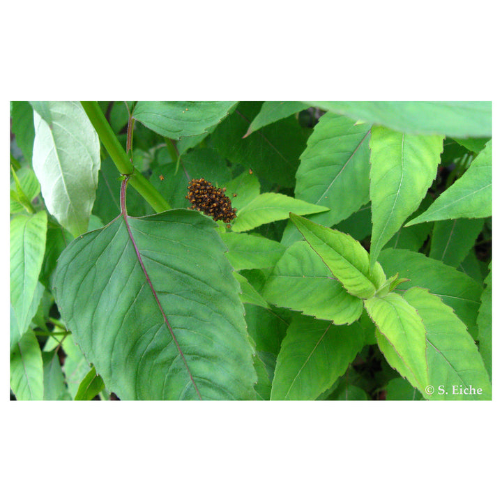 Heirloom Non-GMO Eiche Plant Seeds for Planting – Majestic Tree Seeds for Landscapes and Shade Gardens | Neera Seeds product photo [neera-v4-5d51d39cc70386113057]