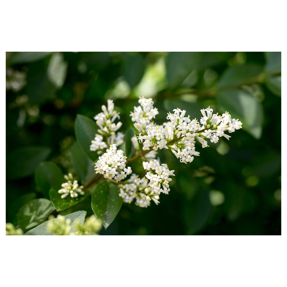 Heirloom Non-GMO White Privet Flower Seeds for Planting – Fragrant Hedges & Organic Garden Blooms | Neera Seeds product photo [neera-v4-5d59e189ff28d7c238a7]