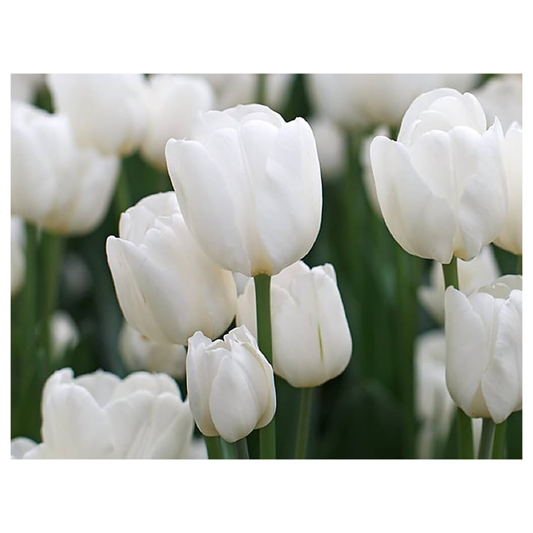White White Emperor Tulip Bulbs Planting Pure Spring Flower Beds Flower Seeds Home Garden | Neera Seeds product photo [neera-v4-5d5bc53da4b403cf7d90]