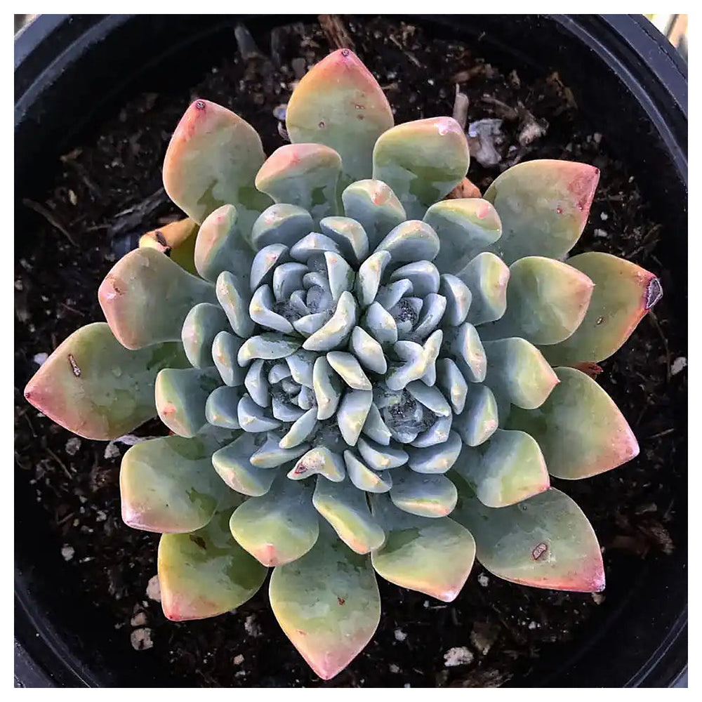 Dudleya Farinosa Succulent Plant Seeds – Heirloom Non-GMO Organic Garden Seeds for Planting, High Germination | Neera Seeds product photo [neera-v4-5d62ac84ff8db4088f4c]