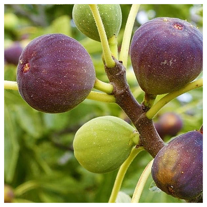 Poona Fig Seeds for Planting – Heirloom, Non-GMO, High Germination Organic Garden Seeds for Sweet, Flavorful Figs | Neera Seeds product photo [neera-v4-5d68dbf1cc5168ce6a6f]