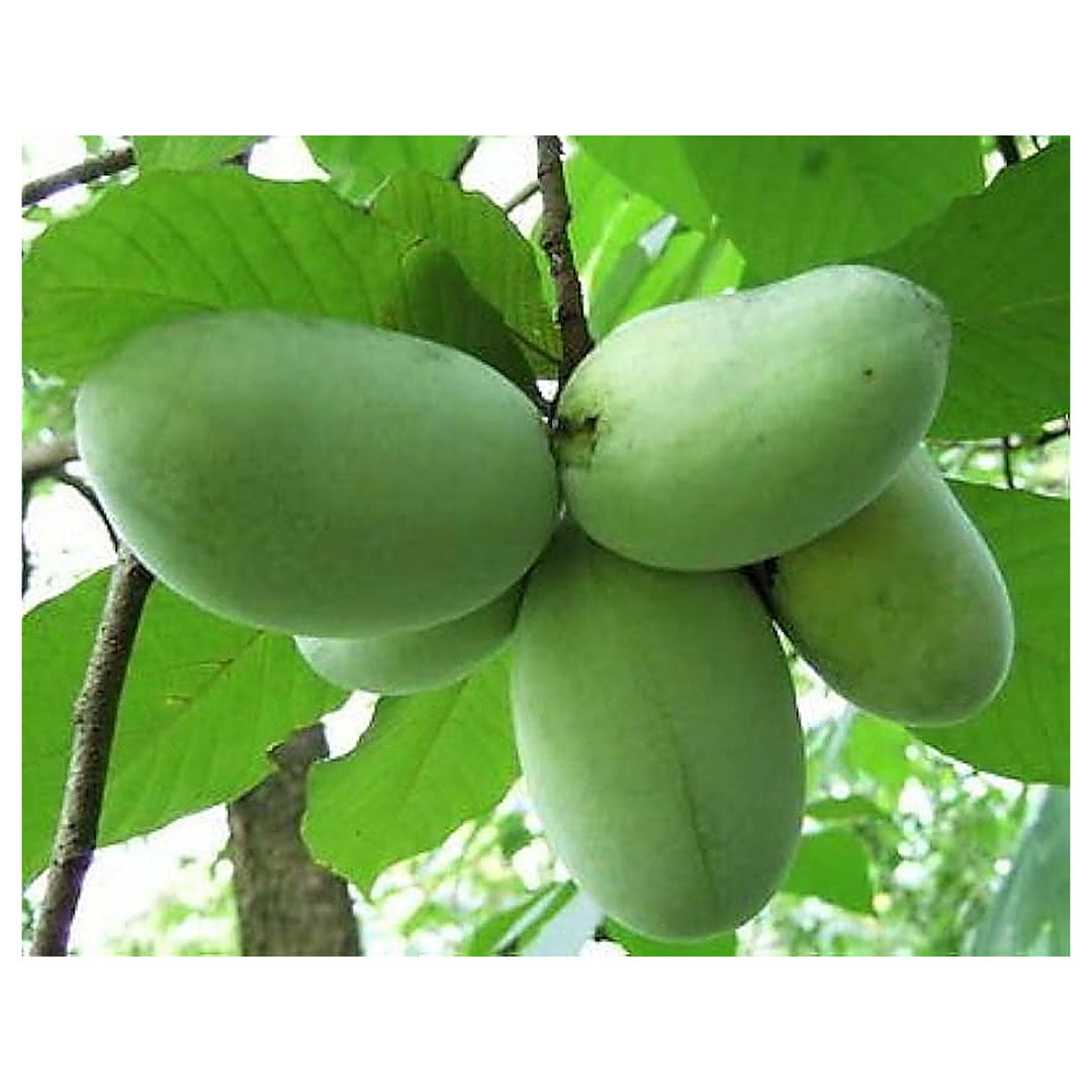 Green Banana Paw Fruit Seeds for Planting – Tropical and Exotic Fruits for Garden | Neera Seeds product photo [neera-v4-5d7851d234a0a58e75bb]