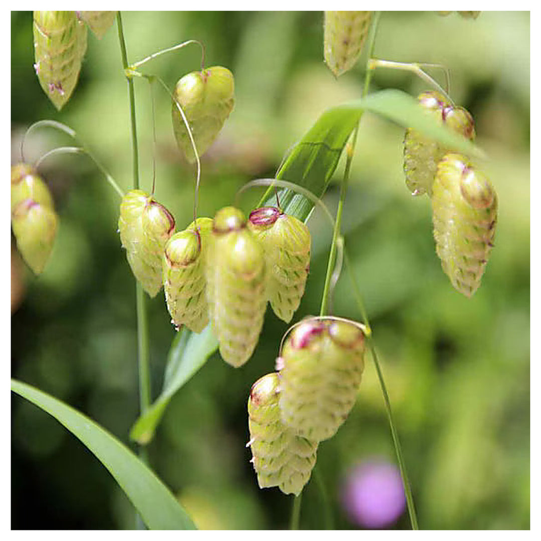 Briza Maxima Quaking Grass Flower Seeds for Planting – Ornamental, Non-GMO, Heirloom Dried Flower Grass Seeds | Neera Seeds product photo [neera-v4-5d847c56d1c968d68bd1]