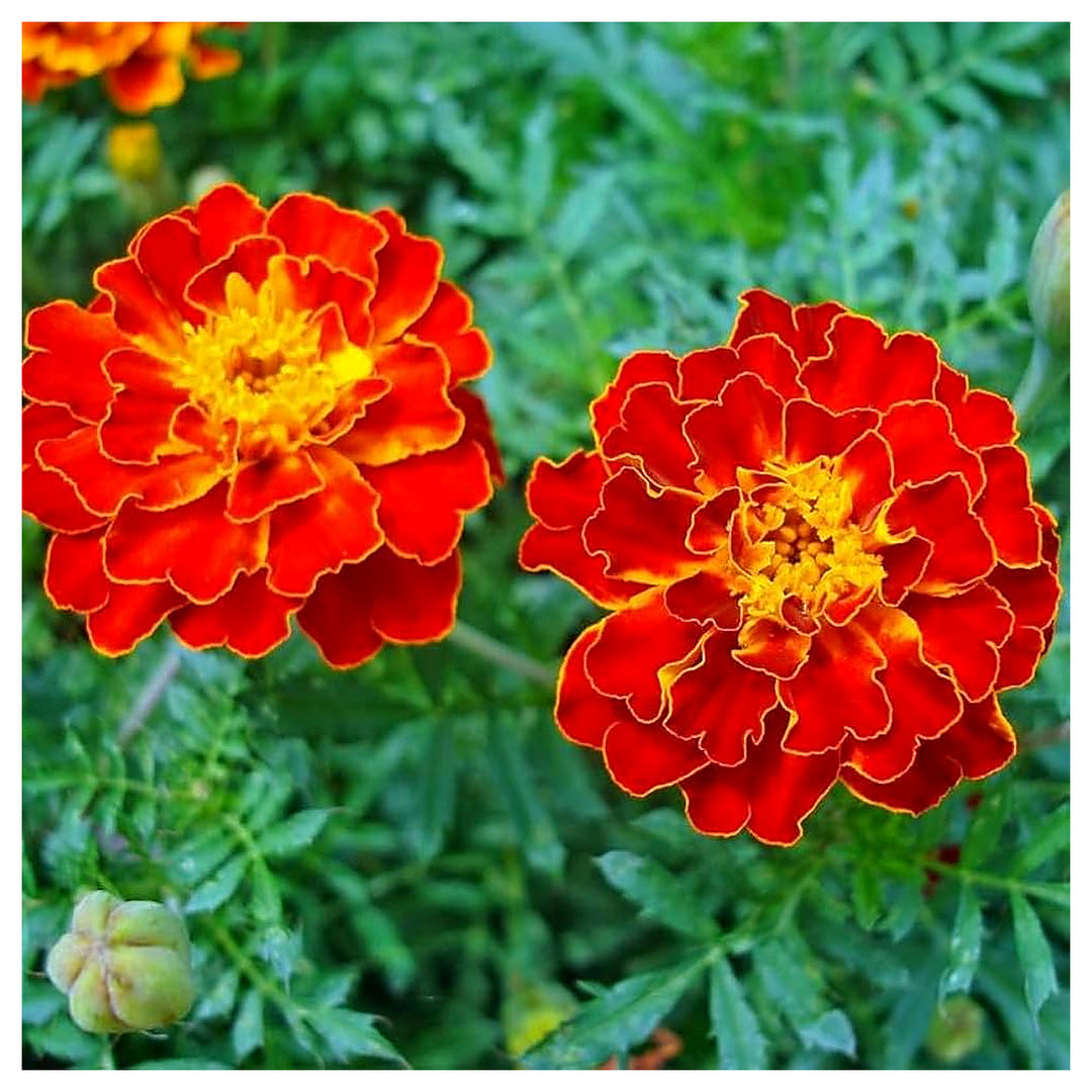 French Marigold Chasca Planting Borders And Urban Garden Flower Seeds Home Garden | Neera Seeds product photo [neera-v4-5d889bf8c6e430a049fc]