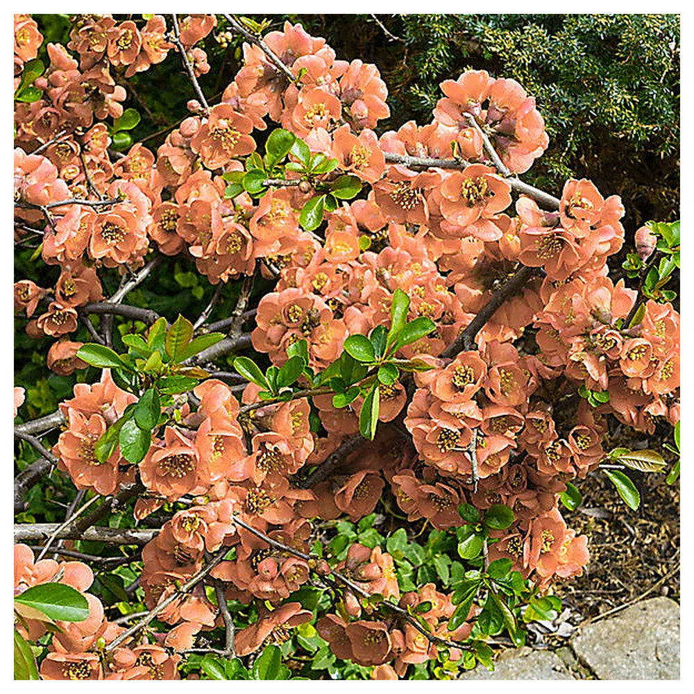 Orange Chaenomeles Flower Seeds – Heirloom, Non-GMO Seeds for Planting Bright Spring Blooms | Neera Seeds product photo [neera-v4-5dcd9114fc280f05b4b7]