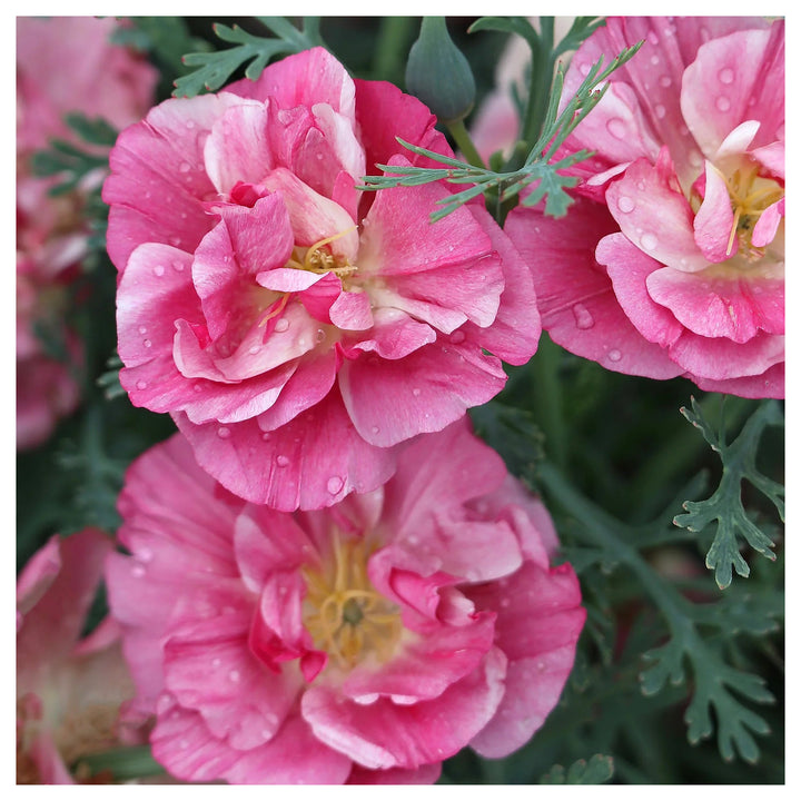 Pink Eschscholtzia (California Poppy) Flower Seeds for Planting – Heirloom &amp; Non-GMO Delicate Blooms for Garden Bed | Neera Seeds product photo [neera-v4-5dd4ccb52774ca9a5911]