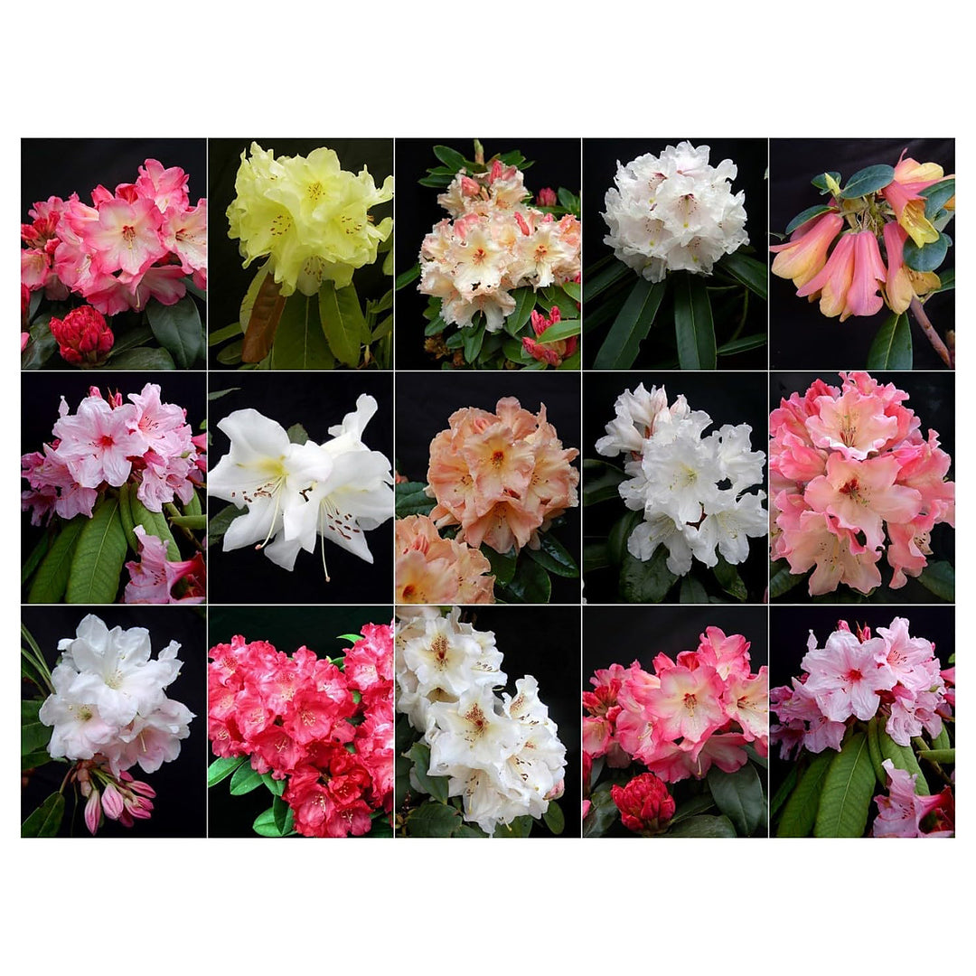 Heirloom Rhododendron Flower Seeds, Non-GMO Vibrant Blooms for Planting | Neera Seeds product photo [neera-v4-5dde92f980059b0ea14f]