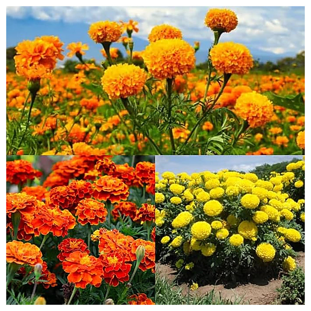 Heirloom Multi-Color Marigold Flower Seeds – Non-GMO, High Germination Organic Garden Seeds for Planting | Neera Seeds product photo [neera-v4-5ddeb5e15d6fb68b3265]
