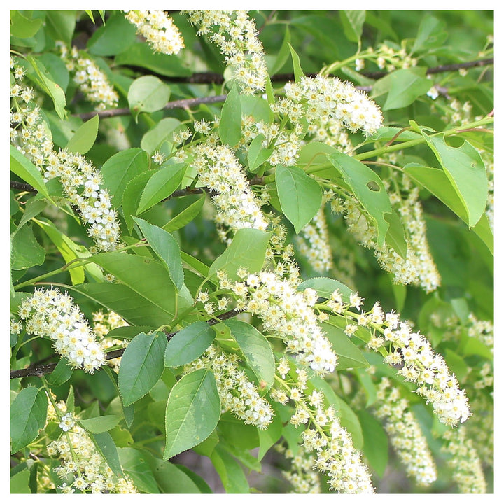 Heirloom Non-GMO Verbena Chokecherry Flower Seeds for Planting – Pollinator-Friendly Blooms, High Germination | Neera Seeds product photo [neera-v4-5ddf64f906cc6d3739cd]