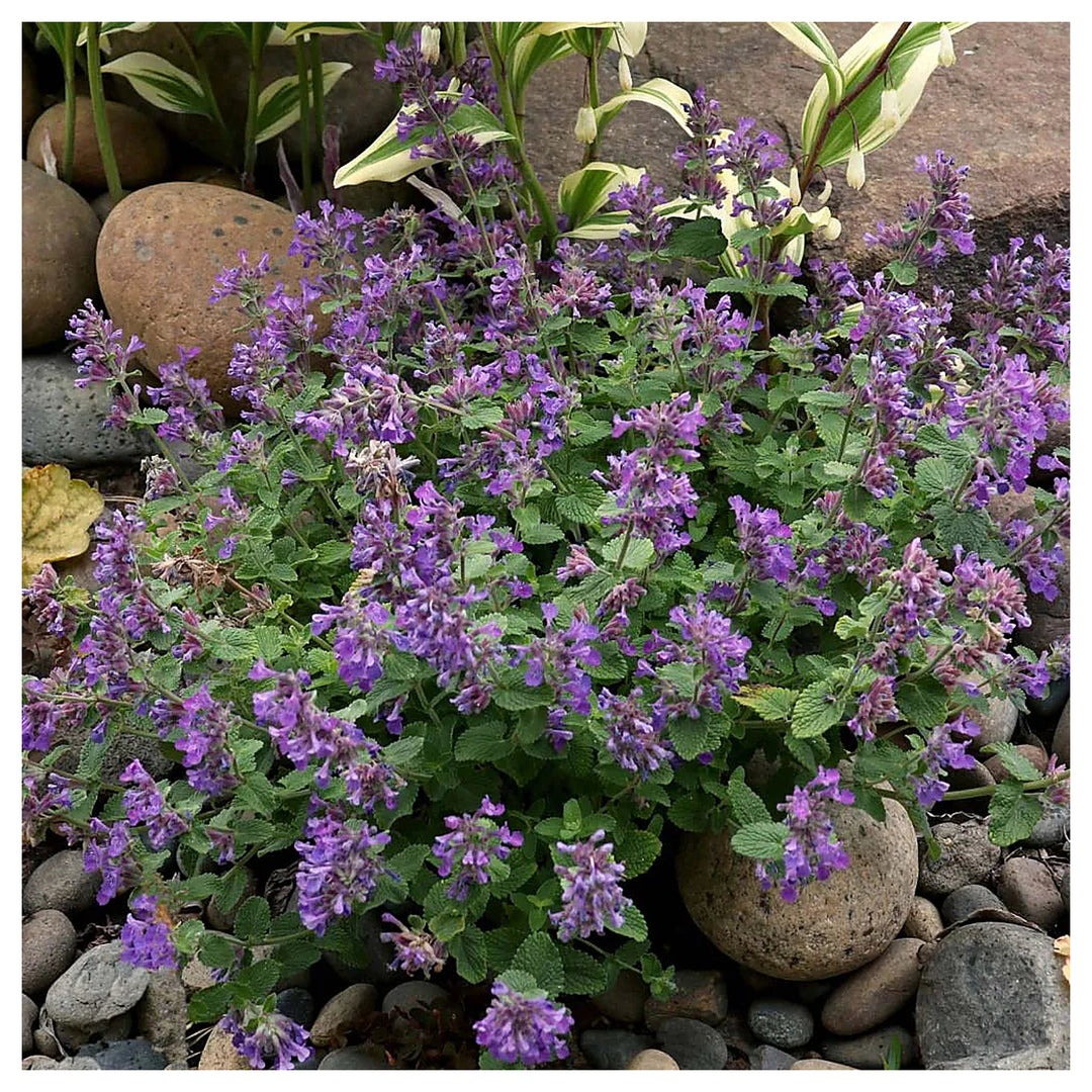 Heirloom Non-GMO Nepeta Mussinii Flower Seeds for Garden Planting – Fragrant Pollinator-Friendly Blooms | Neera Seeds product photo [neera-v4-5de4648f2d1bd632e05d]