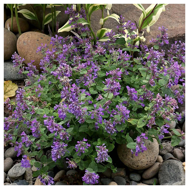 Heirloom Non-GMO Nepeta Mussinii Flower Seeds for Garden Planting – Fragrant Pollinator-Friendly Blooms | Neera Seeds product photo [neera-v4-5de4648f2d1bd632e05d]