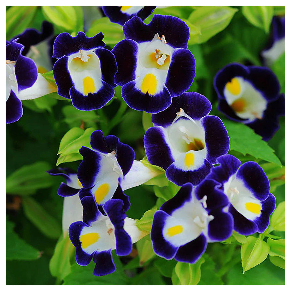 Torenia Kauai Flower Seeds for Planting – 100 pcs Heirloom Non-GMO Shade-Loving Annuals for Vibrant Garden Blooms | Neera Seeds product photo [neera-v4-5dea8b1093ef30ccac75]