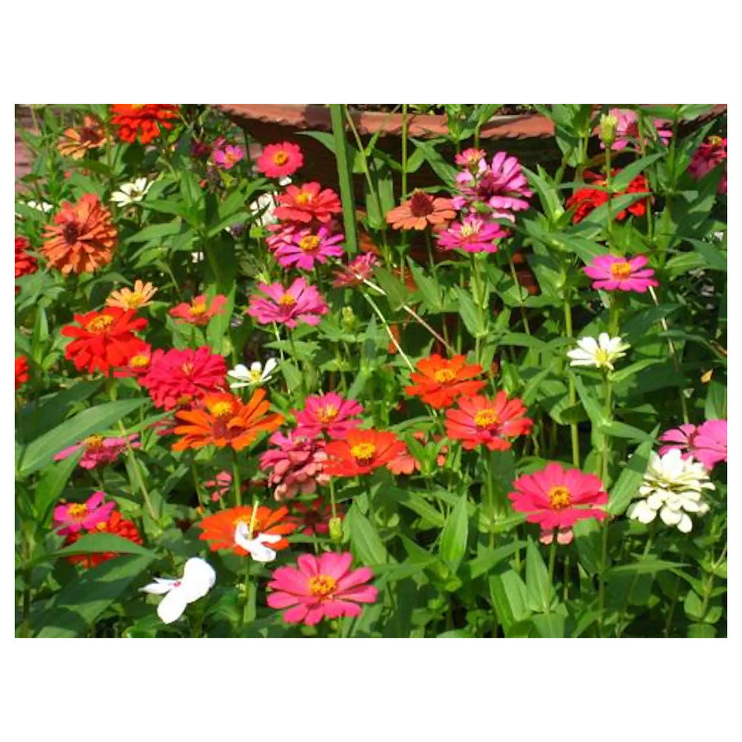 Single Petal Zinnia Mix Flower Seeds for Planting – Vibrant, Non-GMO Garden Flowers | Neera Seeds product photo [neera-v4-5deb93b0827bec77a462]