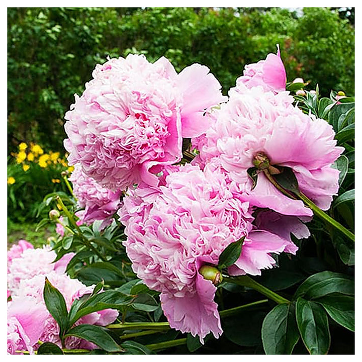 Double Pink Peony Heirloom Non-GMO Seeds for Planting – High Germination Organic Garden Seeds | Neera Seeds product photo [neera-v4-5dec665b494cdac320ba]