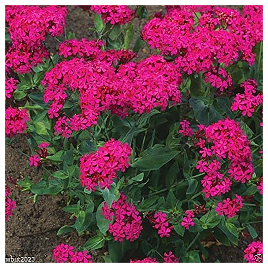Silene armeria (Sweet William Catchfly) Flower Seeds for Planting – Heirloom & Non-GMO Bright Blooms for Borders an | Neera Seeds product photo [neera-v4-5deccb86c9490c8100e4]