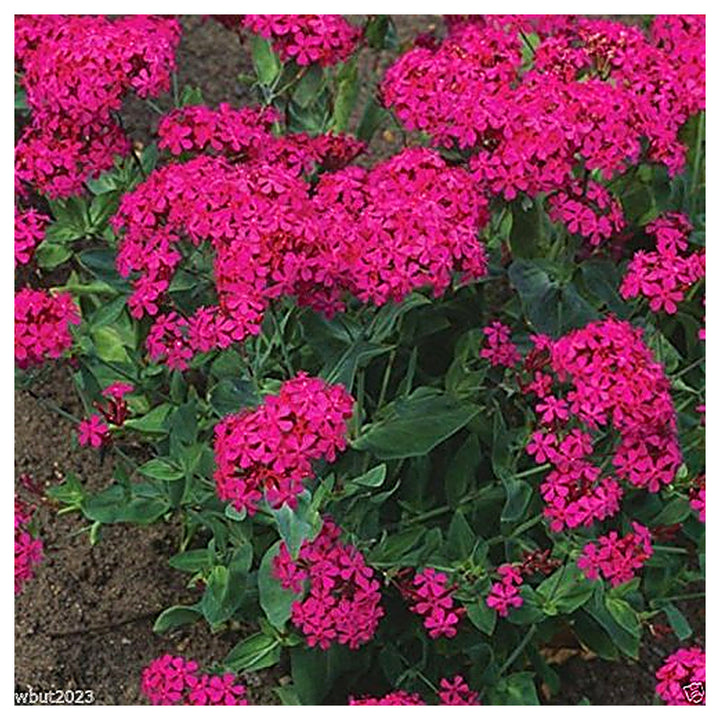 Silene armeria (Sweet William Catchfly) Flower Seeds for Planting – Heirloom &amp; Non-GMO Bright Blooms for Borders an | Neera Seeds product photo [neera-v4-5deccb86c9490c8100e4]