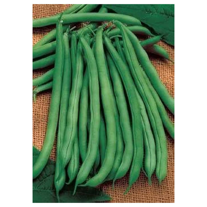 Heirloom Missouri Wonder Pole Bean Seeds – Climbing Green Beans for Planting, Non-GMO, Organic Garden Seeds | Neera Seeds product photo [neera-v4-5df42b8bf3c90c90c8b5]