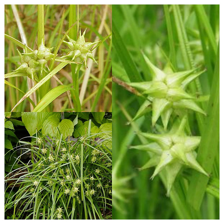 Carex Grayi Seeds for Planting – Ornamental Grass, Unique Mace-Like Seed Heads, Heirloom, Non-GMO Garden Seeds | Neera Seeds product photo [neera-v4-5e09b21216a865dcad71]