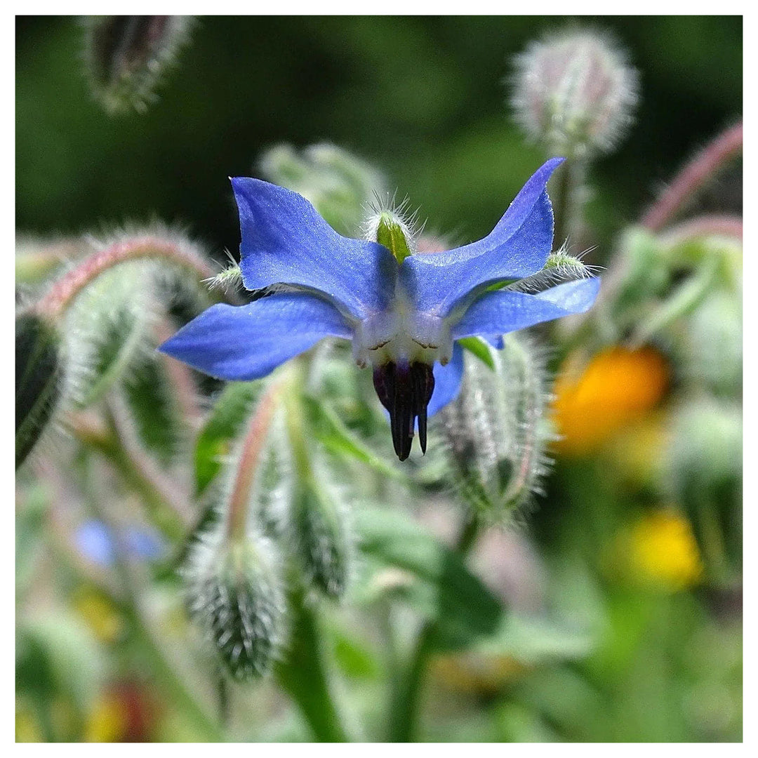 Borage Seeds for Planting – Organic, Heirloom, Non-GMO Herb &amp; Edible Flower Seeds for Pollinator and Culinary Garde | Neera Seeds product photo [neera-v4-5e1265e6da0a713ccc39]