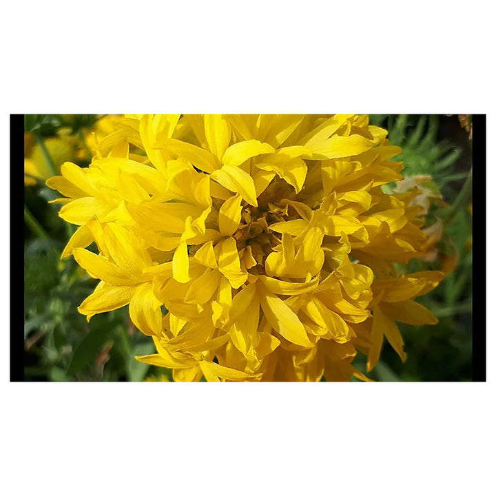 Heirloom Non-GMO Gaillardia Sundance Flower Seeds – Bold Garden Blooms | Neera Seeds product photo [neera-v4-5e12d2406acb125f2ad2]