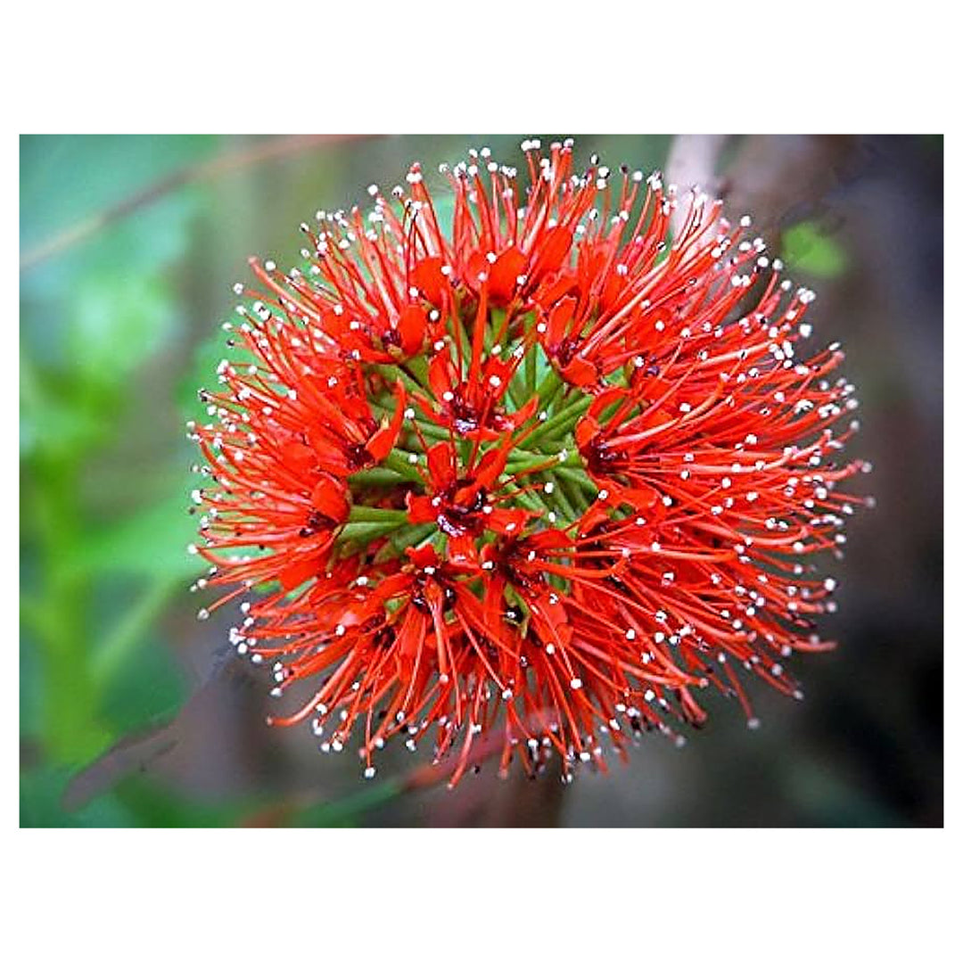 Red Greyia Sutherlandii Flower Seeds for Planting | Heirloom, Non-GMO, High Germination Organic Garden Seeds for Ex | Neera Seeds product photo [neera-v4-5e18a65f155c0047733c]