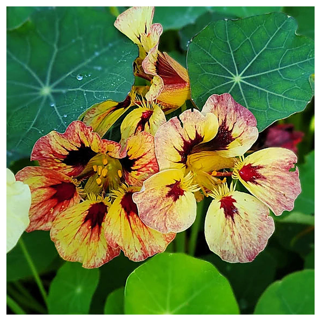 Heirloom Red Yellow Nasturtium Flower Seeds for Planting – Non-GMO, High Germination, Edible Garden Blooms | Neera Seeds product photo [neera-v4-5e26da5ab2f073d51994]