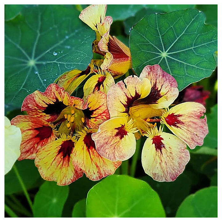 Heirloom Red Yellow Nasturtium Flower Seeds for Planting – Non-GMO, High Germination, Edible Garden Blooms | Neera Seeds product photo [neera-v4-5e26da5ab2f073d51994]
