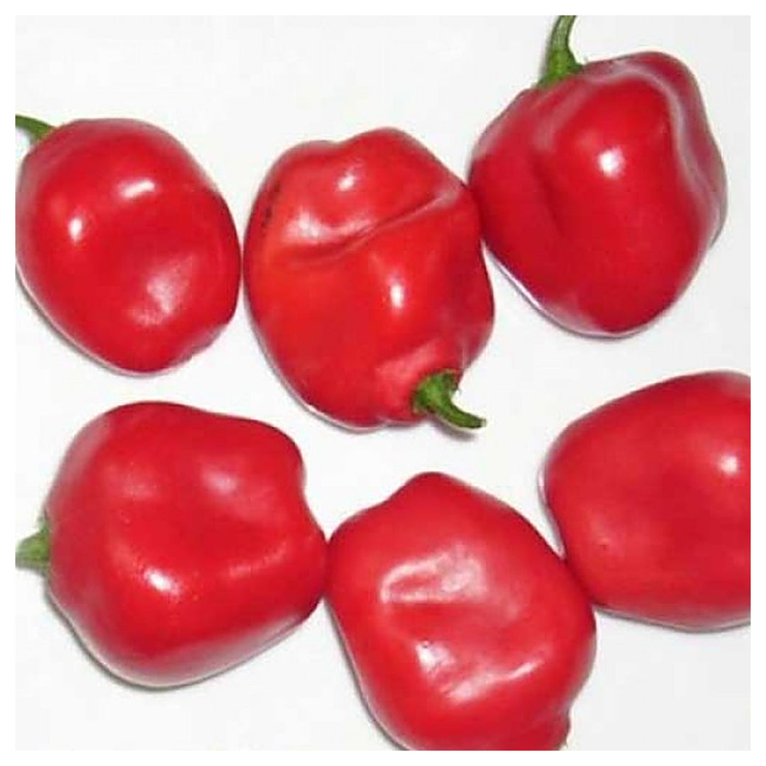 Rocoto Pepper Red Manzano Seeds for Planting – Heirloom, Non-GMO Organic Garden Seeds | Neera Seeds product photo [neera-v4-5e2bf1260059ca775196]
